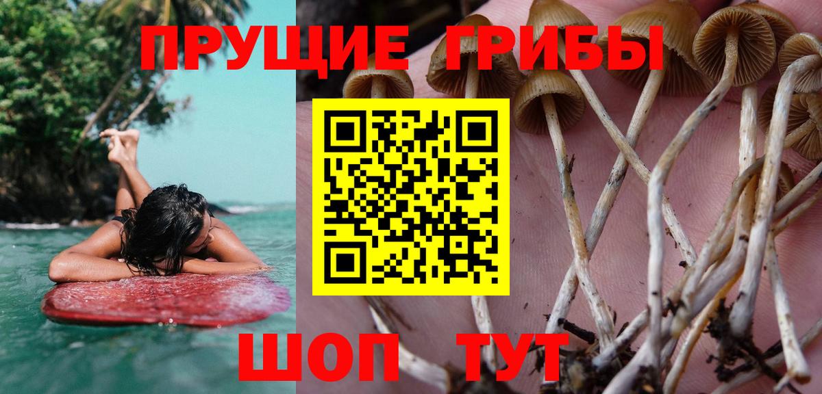 Галлюциногенные грибы мицелий  Псилоцибиновые грибы прущие грибы  Вход с VPN  Липецк 